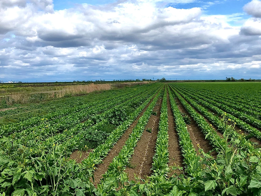 Green rows on a Davis farm representing the agriculture of our region